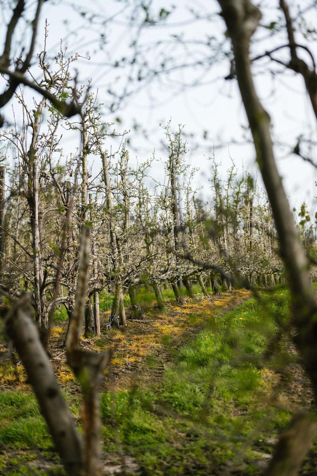 Hoeve De Reetjens - La Porcherie Bilzen Extérieur photo